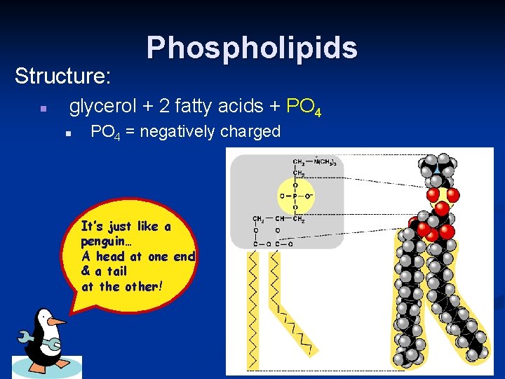 Structure: n Phospholipids glycerol + 2 fatty acids + PO 4 n PO 4