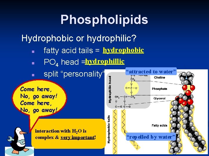 Phospholipids Hydrophobic or hydrophilic? n n n fatty acid tails = hydrophobic PO 4