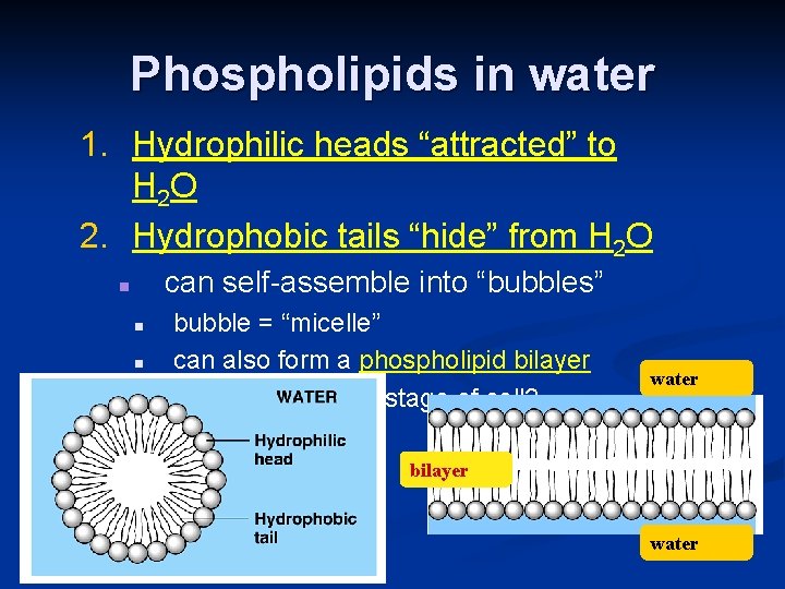 Phospholipids in water 1. Hydrophilic heads “attracted” to H 2 O 2. Hydrophobic tails