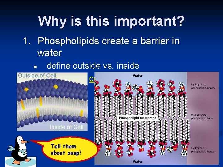 Why is this important? 1. Phospholipids create a barrier in water n n define