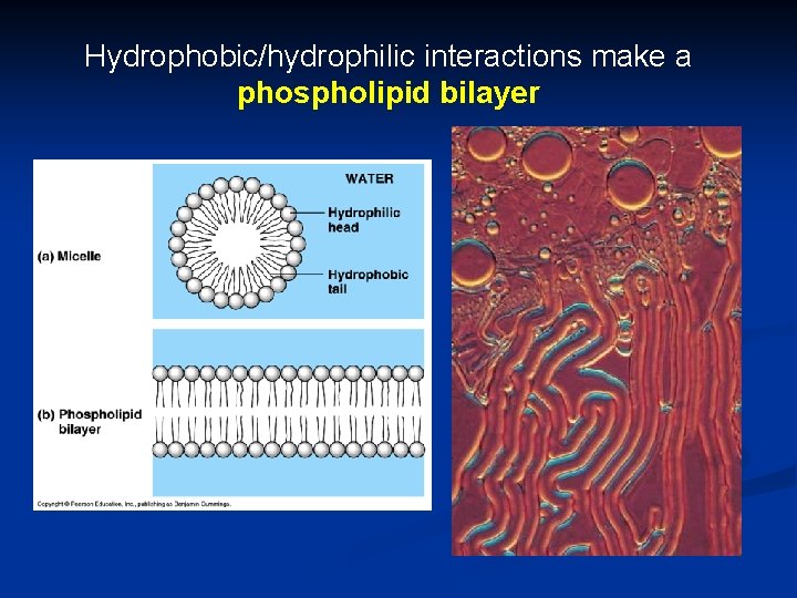 Hydrophobic/hydrophilic interactions make a phospholipid bilayer 