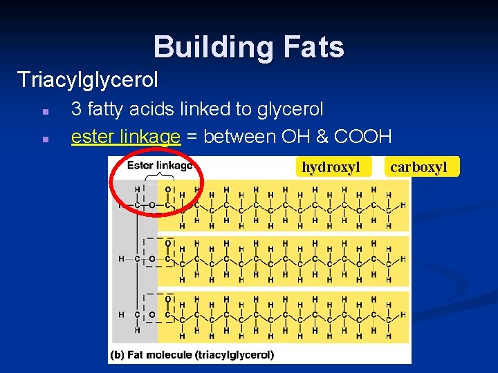 Building Fats Triacylglycerol n n 3 fatty acids linked to glycerol ester linkage =