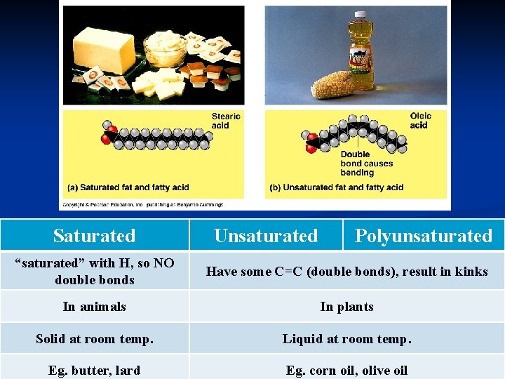 Saturated Unsaturated Polyunsaturated “saturated” with H, so NO double bonds Have some C=C (double