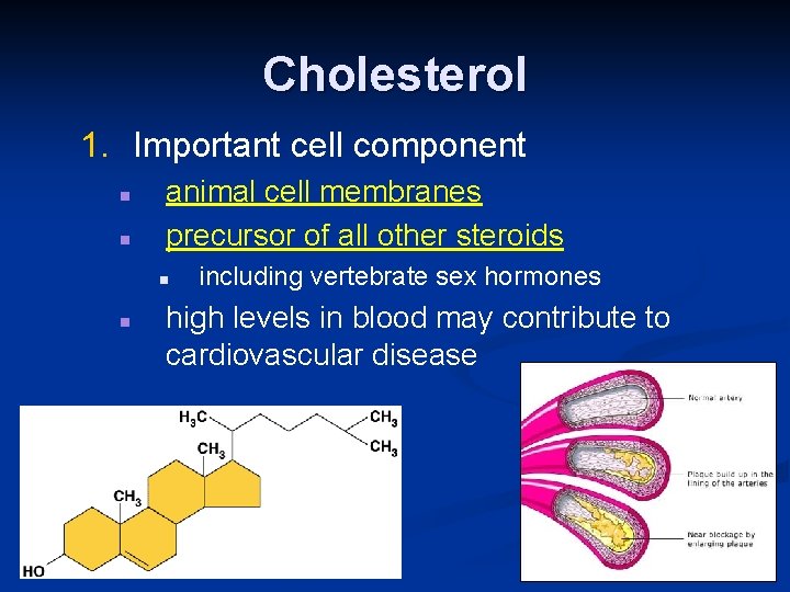 Cholesterol 1. Important cell component n n animal cell membranes precursor of all other