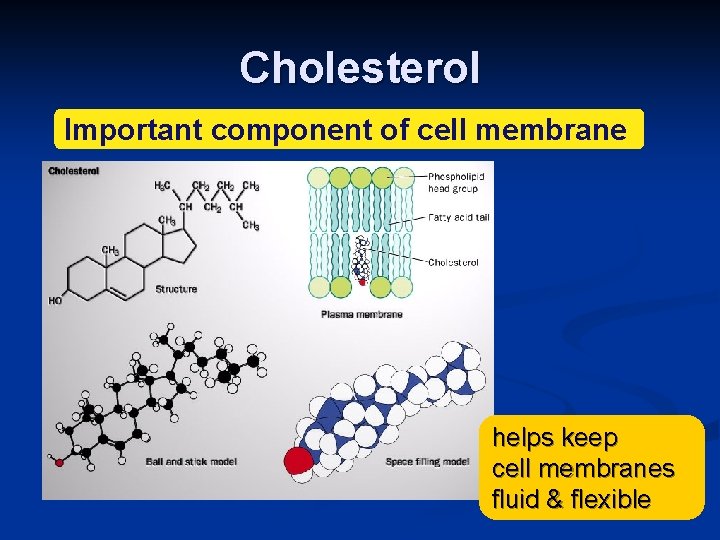 Cholesterol Important component of cell membrane helps keep cell membranes fluid & flexible 