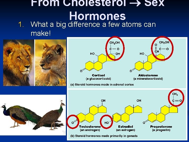 From Cholesterol Sex Hormones 1. What a big difference a few atoms can make!