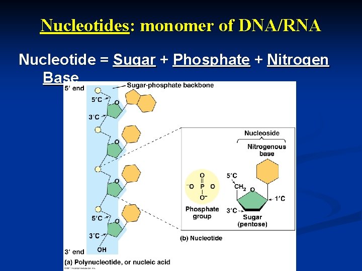 Nucleotides: monomer of DNA/RNA Nucleotide = Sugar + Phosphate + Nitrogen Base 