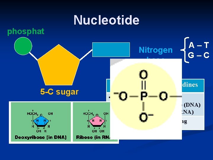 phosphat e Nucleotide 5 -C sugar Nitrogen base Purines A–T G–C Pyrimidines • Adenine