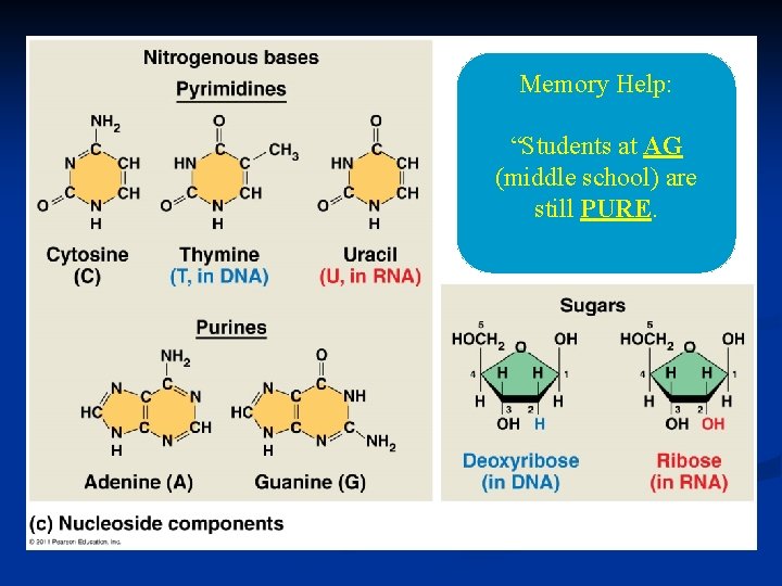 Memory Help: “Students at AG (middle school) are still PURE. 