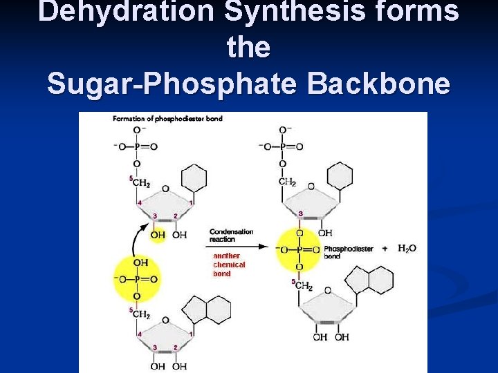 Dehydration Synthesis forms the Sugar-Phosphate Backbone 