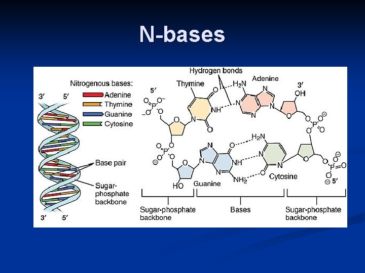 N-bases 