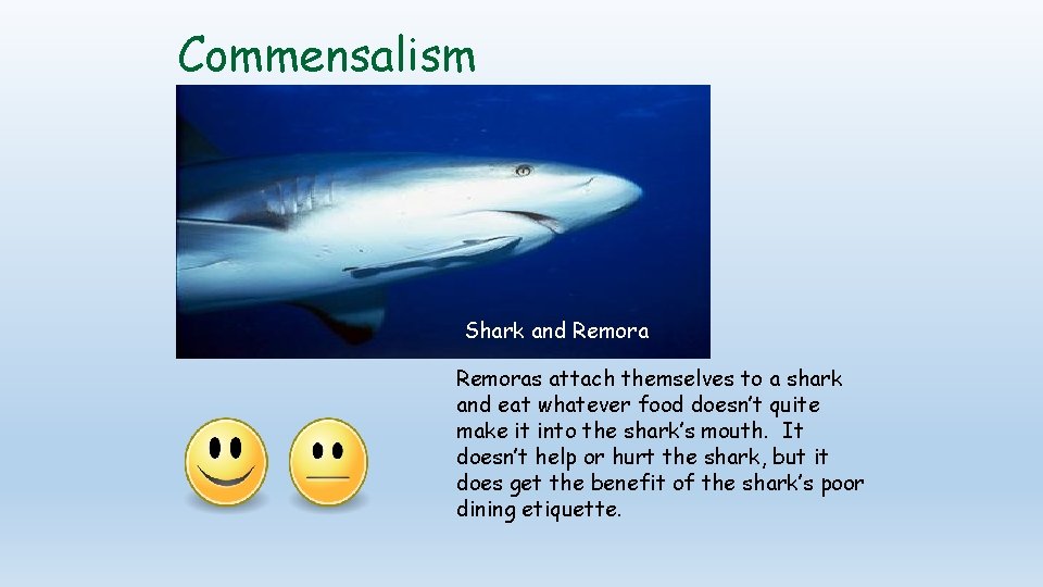 Commensalism Shark and Remoras attach themselves to a shark and eat whatever food doesn’t