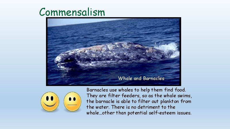 Commensalism Whale and Barnacles use whales to help them find food. They are filter