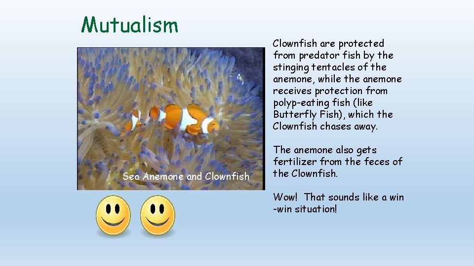 Mutualism Sea Anemone and Clownfish are protected from predator fish by the stinging tentacles