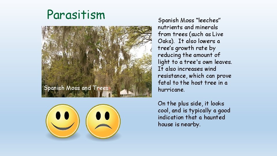 Parasitism Spanish Moss and Trees Spanish Moss “leeches” nutrients and minerals from trees (such