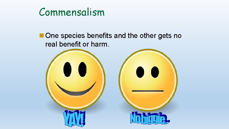 Commensalism One species benefits and the other gets no real benefit or harm. 