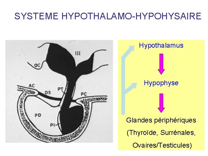 SYSTEME HYPOTHALAMO-HYPOHYSAIRE Hypothalamus Hypophyse Glandes périphériques (Thyroïde, Surrénales, Ovaires/Testicules) SYSTEME HYPOTHALAMO-HYPOHYSAIRE Hypothalamus Hypophyse Glandes périphériques (Thyroïde, Surrénales, Ovaires/Testicules)