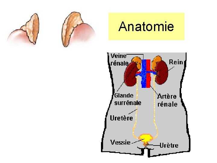 Anatomie Anatomie
