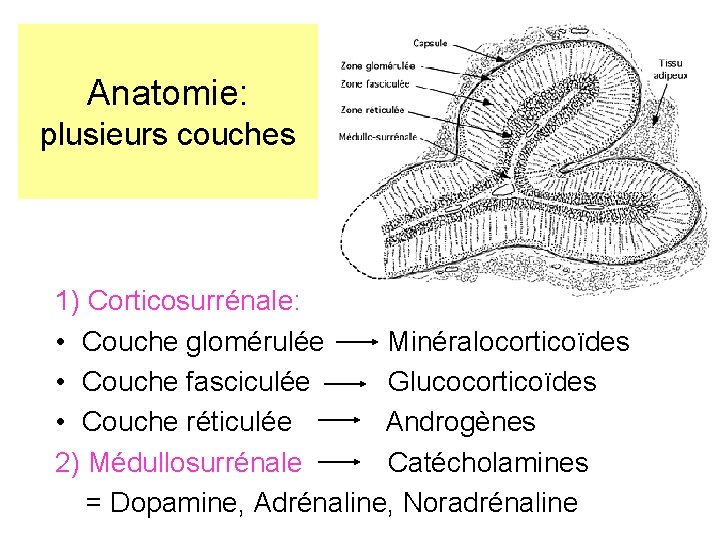 Anatomie: plusieurs couches 1) Corticosurrénale: • Couche glomérulée Minéralocorticoïdes • Couche fasciculée Glucocorticoïdes • Anatomie: plusieurs couches 1) Corticosurrénale: • Couche glomérulée Minéralocorticoïdes • Couche fasciculée Glucocorticoïdes •