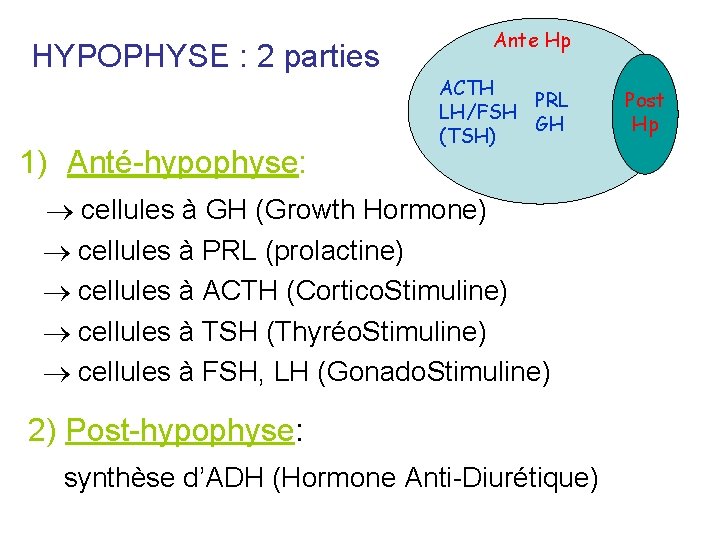 HYPOPHYSE : 2 parties 1) Anté-hypophyse: Ante Hp ACTH PRL LH/FSH GH (TSH) cellules HYPOPHYSE : 2 parties 1) Anté-hypophyse: Ante Hp ACTH PRL LH/FSH GH (TSH) cellules