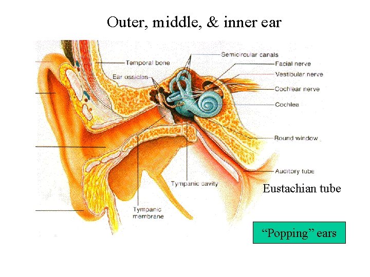 Outer, middle, & inner ear Structures of the Ear Eustachian tube “Popping” ears 