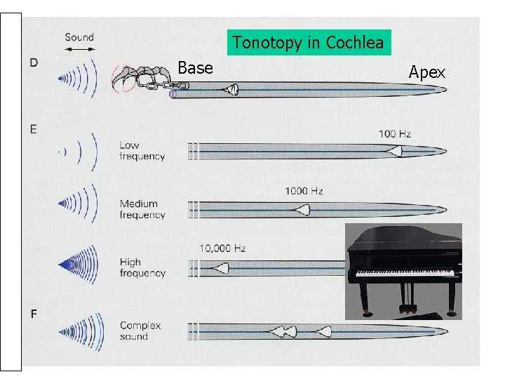 Tonotopy in Cochlea Base Apex 