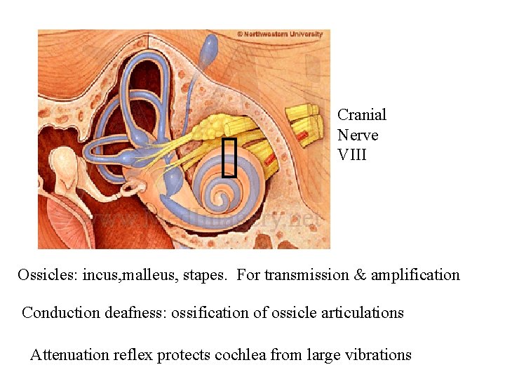 Cranial Nerve VIII Ossicles: incus, malleus, stapes. For transmission & amplification Conduction deafness: ossification