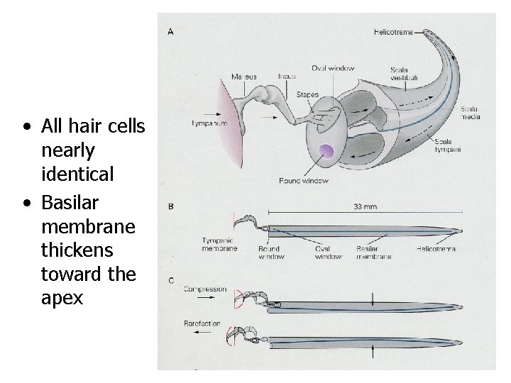  • All hair cells nearly identical • Basilar membrane thickens toward the apex