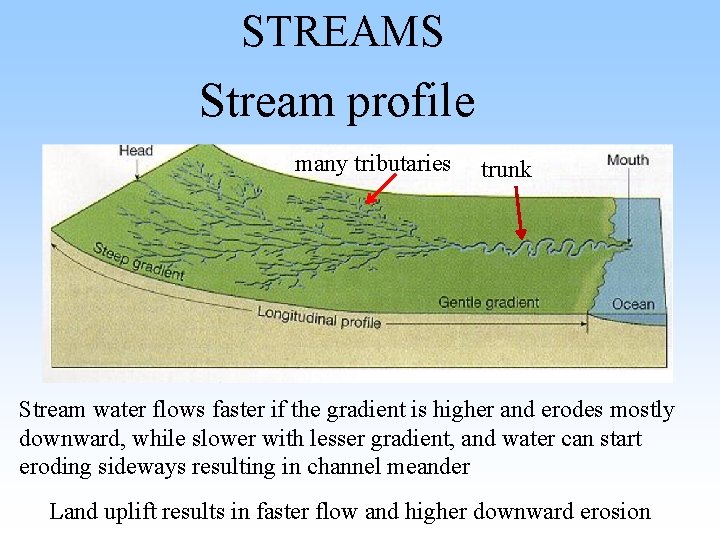 STREAMS Stream profile many tributaries trunk Stream water flows faster if the gradient is STREAMS Stream profile many tributaries trunk Stream water flows faster if the gradient is