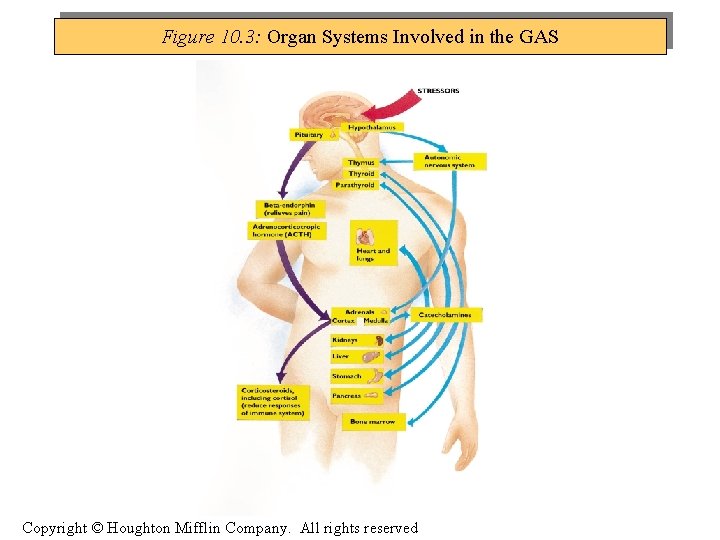 Figure 10. 3: Organ Systems Involved in the GAS Copyright © Houghton Mifflin Company.