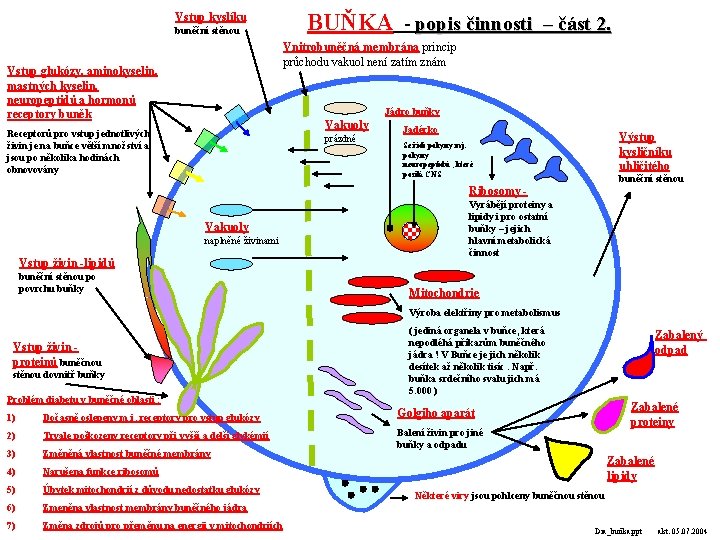 Vstup kyslíku buněční stěnou BUŇKA - popis činnosti – část 2. Vnitrobuněčná membrána princip