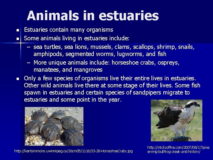 Animals in estuaries n n n Estuaries contain many organisms Some animals living in