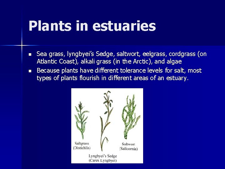Plants in estuaries n n Sea grass, lyngbyei’s Sedge, saltwort, eelgrass, cordgrass (on Atlantic