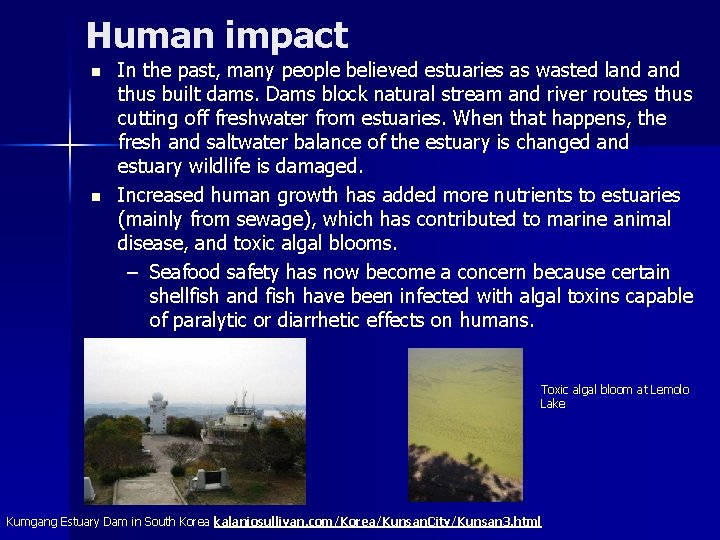 Human impact n n In the past, many people believed estuaries as wasted land