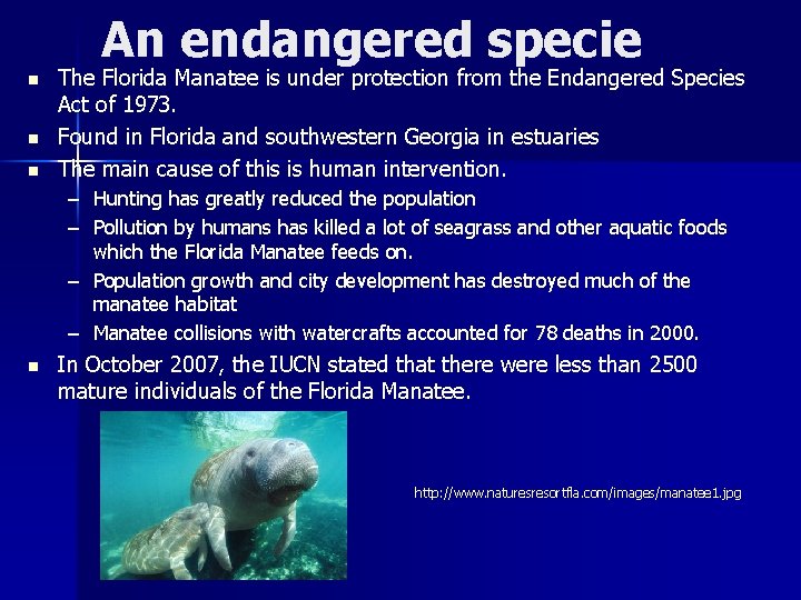 An endangered specie n n n The Florida Manatee is under protection from the