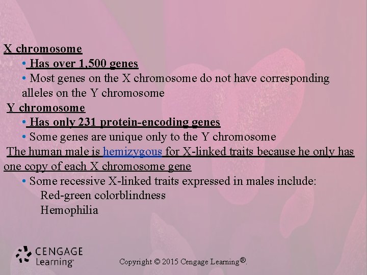 X chromosome • Has over 1, 500 genes • Most genes on the X