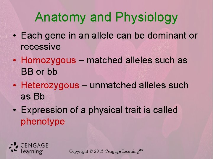 Anatomy and Physiology • Each gene in an allele can be dominant or recessive