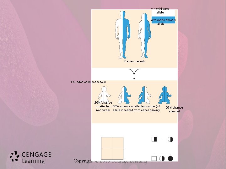 + = wild type allele cf = cystic fibrosis allele Carrier parents For each
