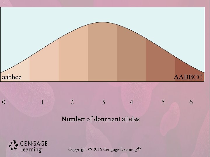 aabbcc 0 AABBCC 1 2 3 4 Number of dominant alleles Copyright © 2015