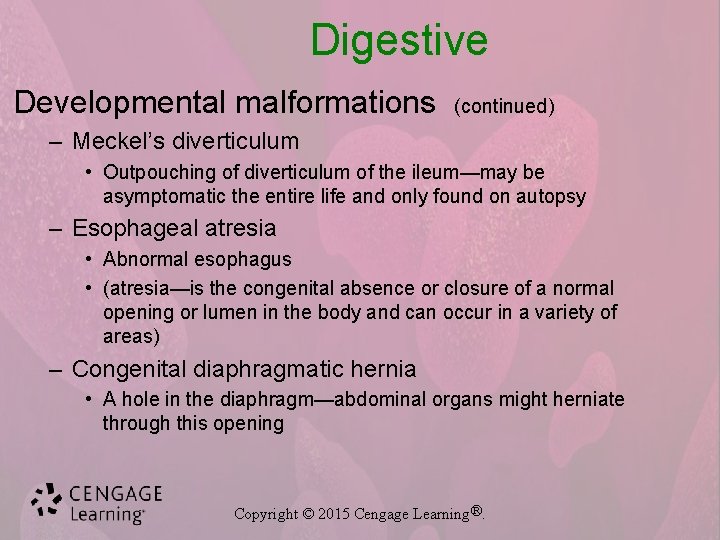 Digestive Developmental malformations (continued) – Meckel’s diverticulum • Outpouching of diverticulum of the ileum—may