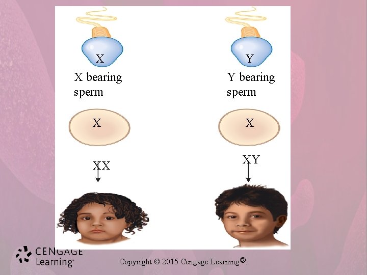 X Y X bearing sperm Y bearing sperm X X XX XY Copyright ©