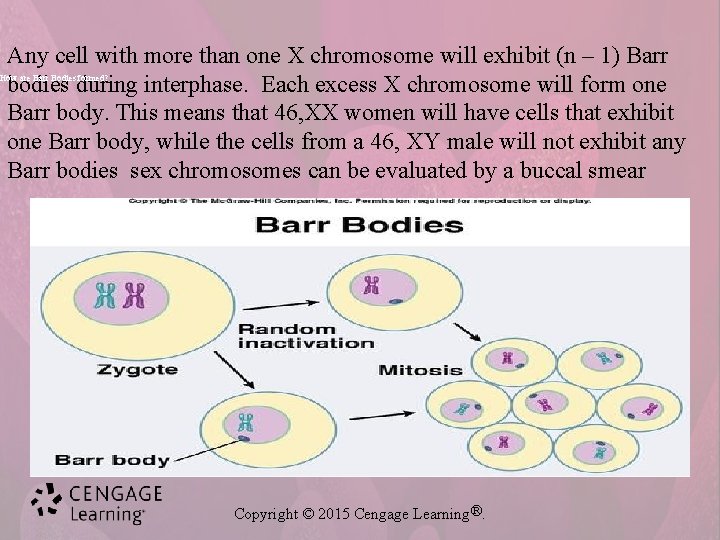 Any cell with more than one X chromosome will exhibit (n – 1) Barr