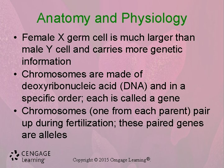 Anatomy and Physiology • Female X germ cell is much larger than male Y