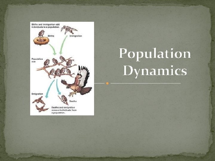 Population Dynamics 