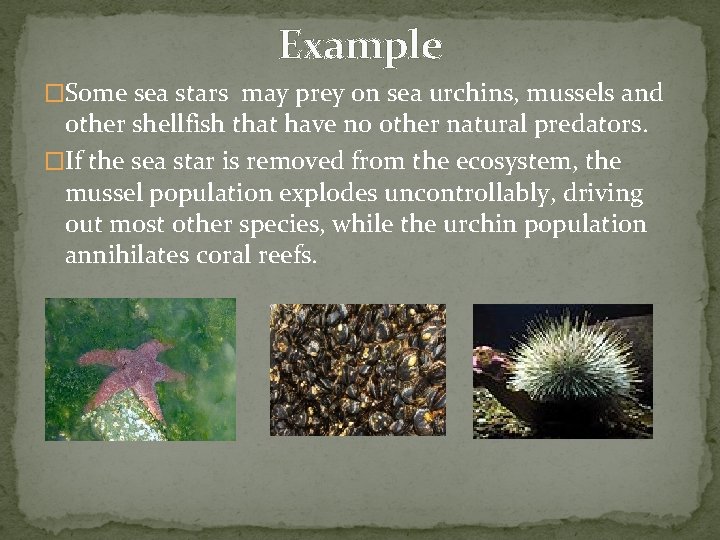 Example �Some sea stars may prey on sea urchins, mussels and other shellfish that