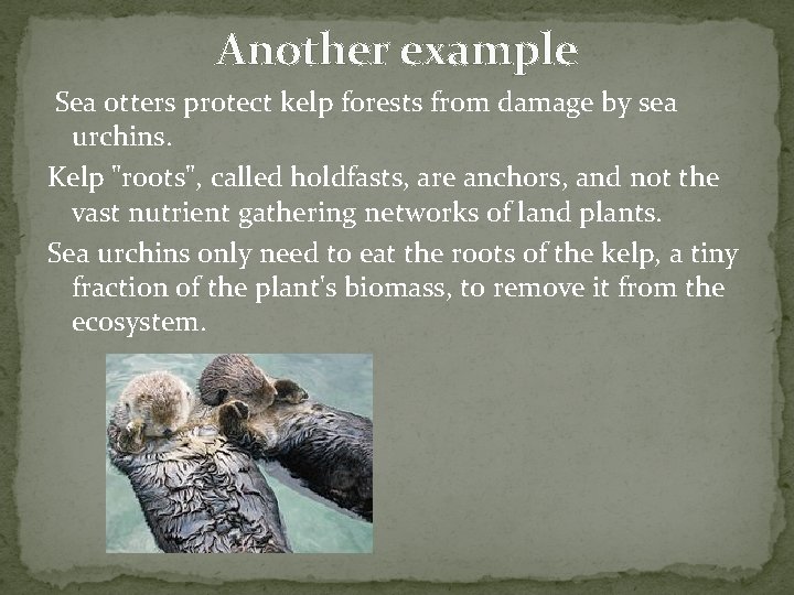 Another example Sea otters protect kelp forests from damage by sea urchins. Kelp "roots",