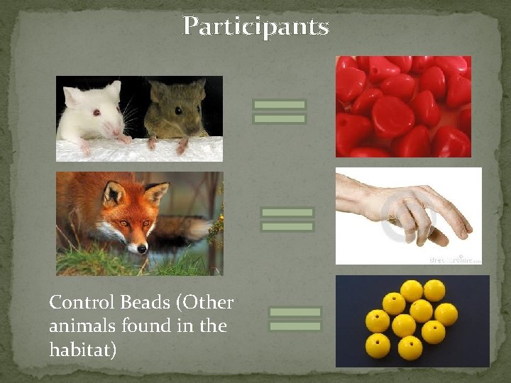 Participants Control Beads (Other animals found in the habitat) 