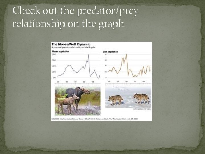 Check out the predator/prey relationship on the graph 