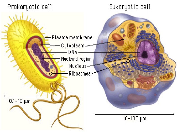 UNIT 1 Ch 5 CELL STRUCTURE FUNCTION P