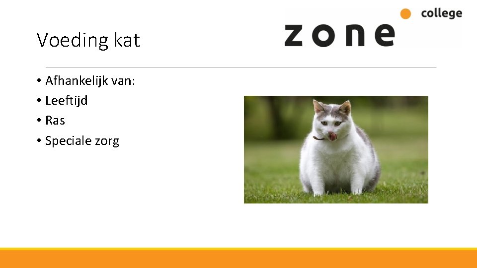 Voeding kat • Afhankelijk van: • Leeftijd • Ras • Speciale zorg 